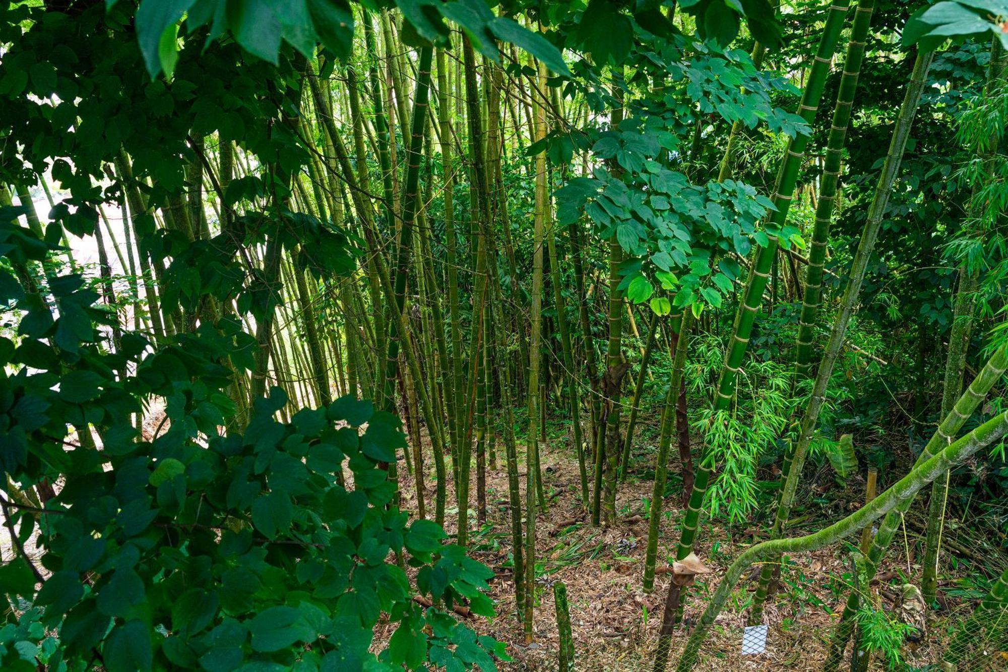 Aldea Sabatinga Villa Manizales Ngoại thất bức ảnh